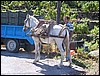 vurliotes-druivenpluk-1.jpg